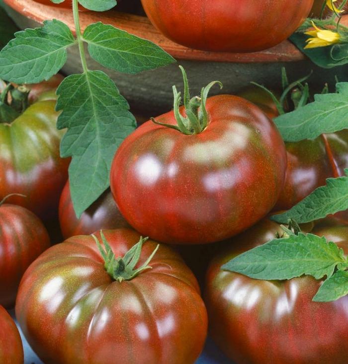 Tomato hybrid Chef's Choice Black