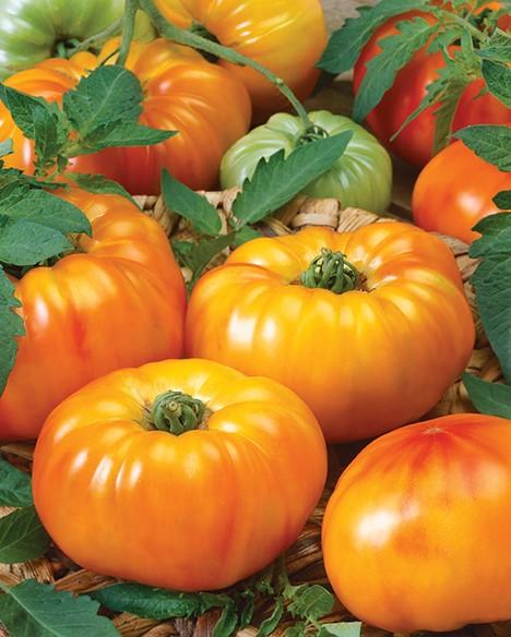 Tomato hybrid Chef's Choice Bicolor
